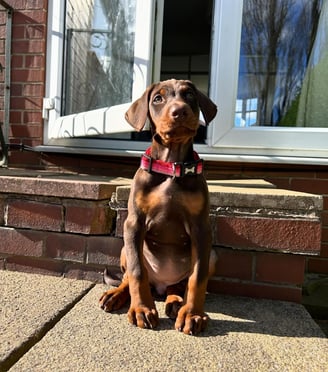 Doberman Puppies for Sale