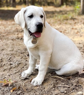 Labrador Retriever Puppies for Sale