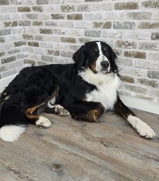 a dog is laying on the floor in front of a brick wall
