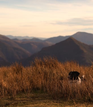 Photo d'un chien caché dans les hautes herbes avec les montages en arrière plan.