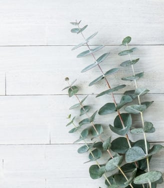 eucalyptus soap