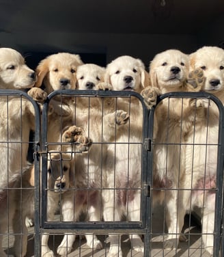 beaux chiots golden retriever élevage respechas près d'alès