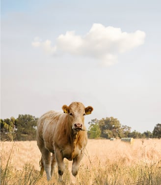 Cow in a pasture, featured on the labels of Weihs Livestock products.