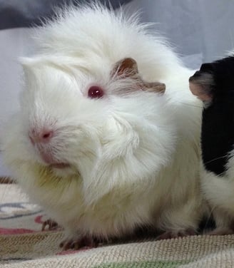 cavia porcellus, porcellini D'India