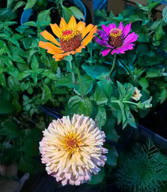 A photo of three zinnias at sunset. They are orange, purple, and a double bloom of light pink