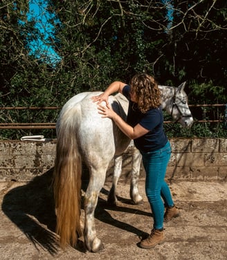 Gemma giving a grey horse a massage on its hind end on a sunny day. The horse is looking relaxed.