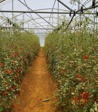 Cherry Tomatoes