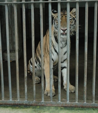 Tiger in a tiny cave in the seven stars park, Guilin, China