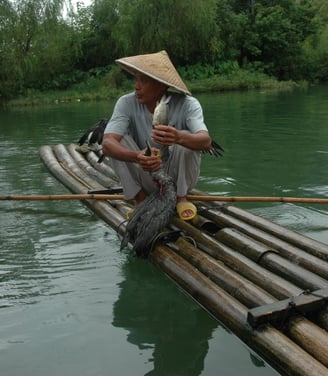 cormorant fisherman at the Yulonghe scenic area, near Yangshuo, China