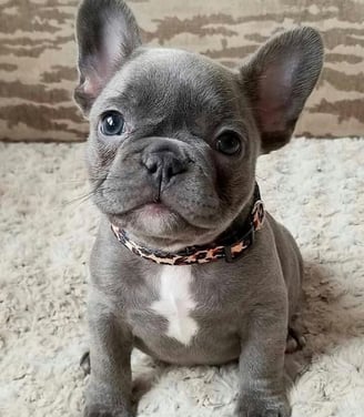 French bulldog