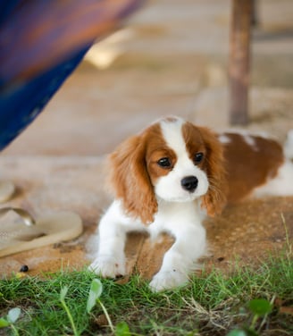 King Charles