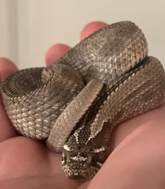 beautiful axanthic western hognose snake