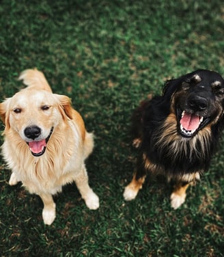 Pet waste removal