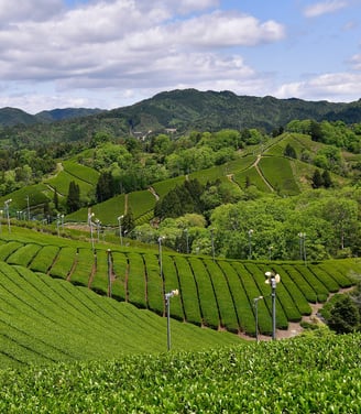 Champs de théiers à Asamiya