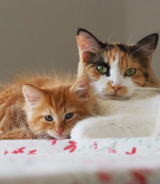 A three coloured Cat lies on a blanket with her red tabby kitten