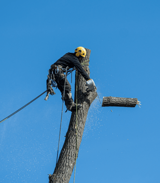 Tree Removal