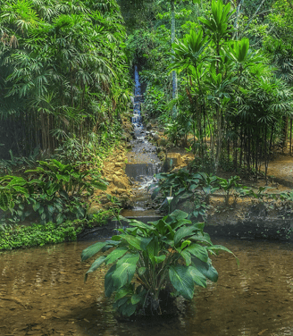 Jardin-Botanique-Rio-de-Janeiro