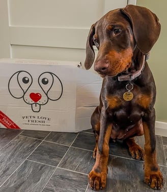Doberman Puppies for Sale