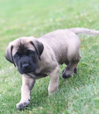 Dogs & Puppies for sale SA - South Africa