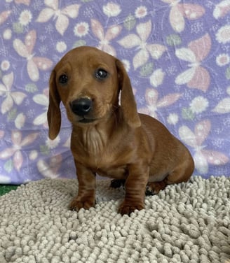 Dachshund Puppies for Sale