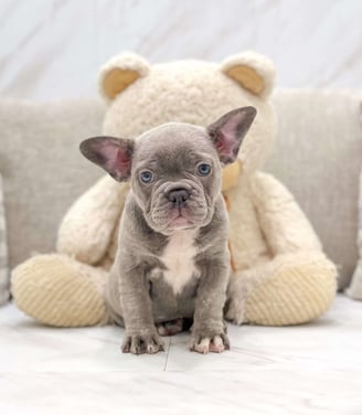 Dogs & Puppies for sale SA - South Africa