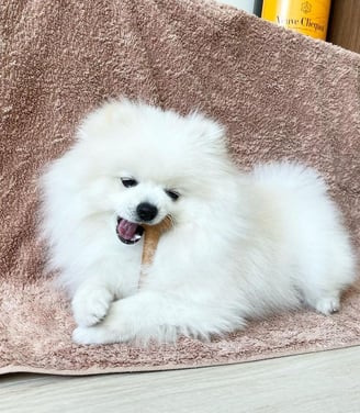 Teacup Pomeranian Puppies for Sale 