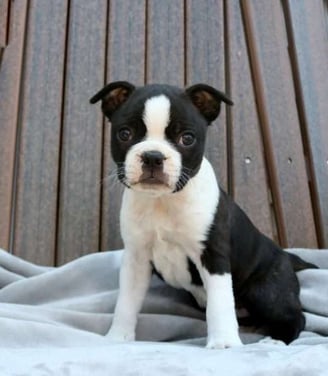 Dogs & Puppies for sale SA - South Africa