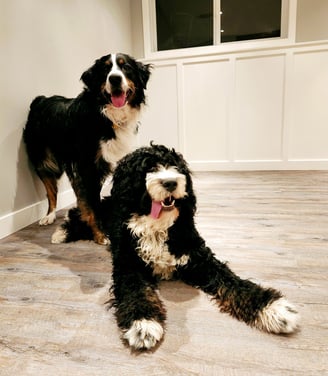 two dogs are standing next to each other
