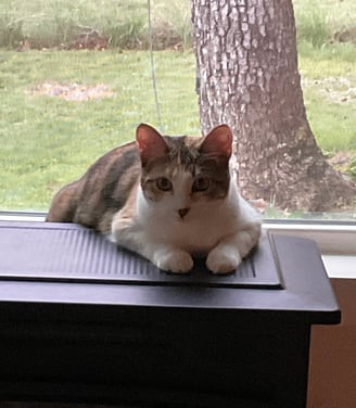 Cinnamon my curious cat