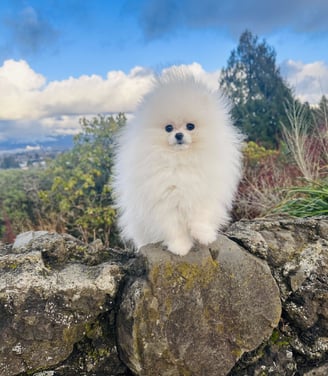 Pomerania Blanco Premium Coreano