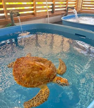 the-westin-bora-bora-turtle-rehabilitation-center