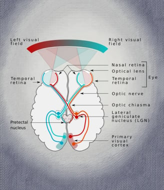 optic chiasm visual pathways brain