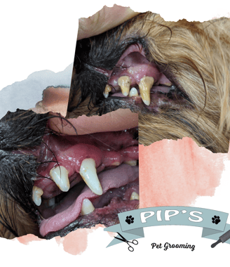 a dog's teeth and teeth with a toothbrush