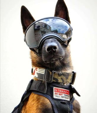 a working dog with multicam black collar and a harness with austrialpin cobra buckles