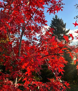 Northern Pin Oak fall color