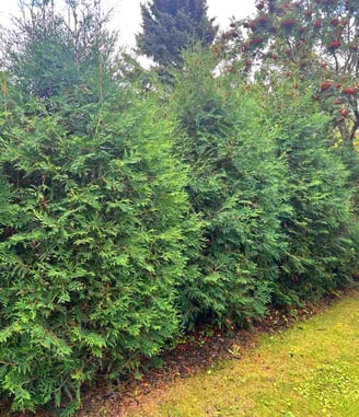 cedar hedge in alberta