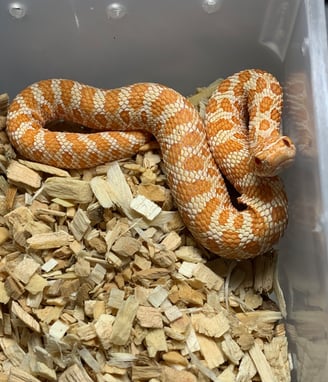 Bubblegum the Albino Hognose