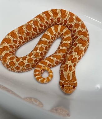 Beautiful dark orange Albino Hognose