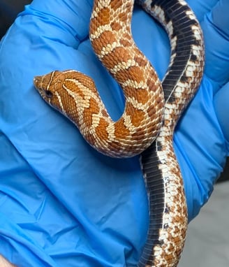 Red/purple line Hognose