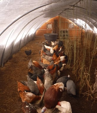 a group of chickens in a henhouse