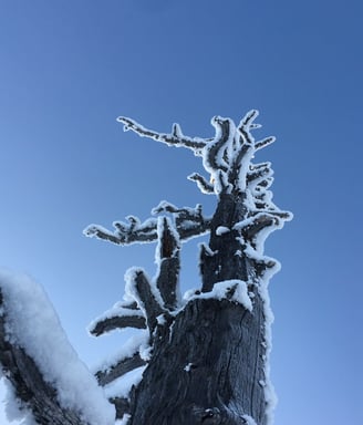 NaturKunst
