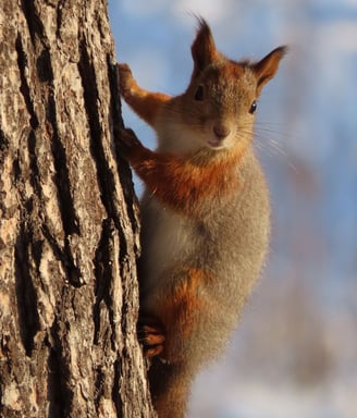 Eichhörnchen in Äkäslompolo