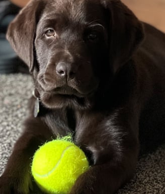 Cute English Labrador puppy with tennis ball