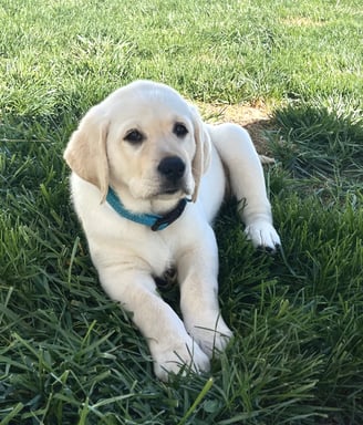 Cute English Labrador puppy laying in grass