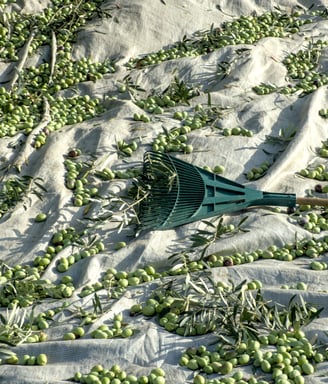 Terra Azapiko-extra virgin olive oil harvested by hand and their oil extraction takes place within a few hours of harvest.