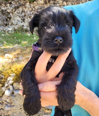 Chiot Schnauzer miniature 5 semaines
