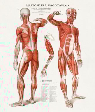 human body muscles poster