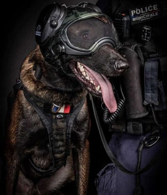 k9 with oenk9 gear