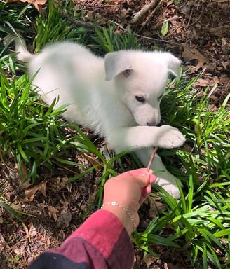 German Shepherd puppies for sale