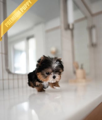 Dogs & Puppies for sale SA - South Africa